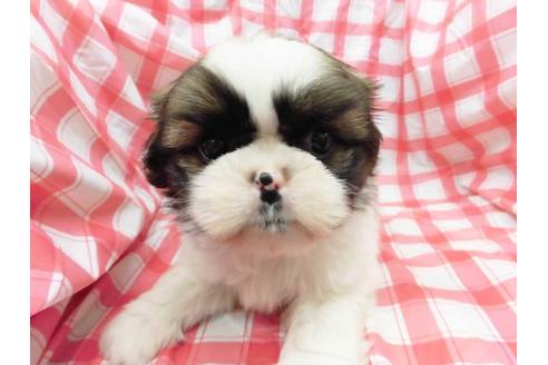 成約済の福岡県のシーズー-48216の1枚目