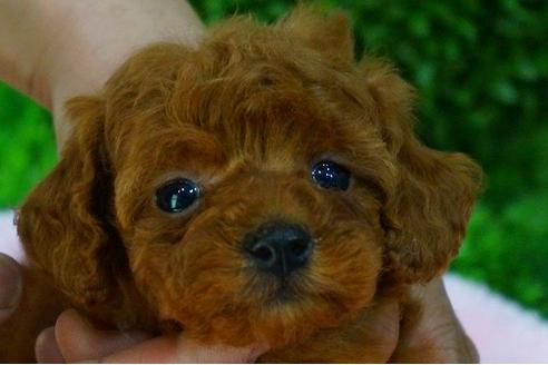 成約済の京都府のトイプードル-47576の3枚目