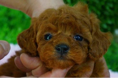 成約済の京都府のトイプードル-47576の2枚目