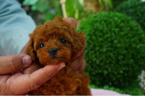 成約済の京都府のトイプードル-47576の1枚目