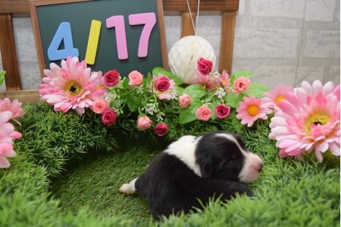 成約済の兵庫県のボーダーコリー-48295の1枚目