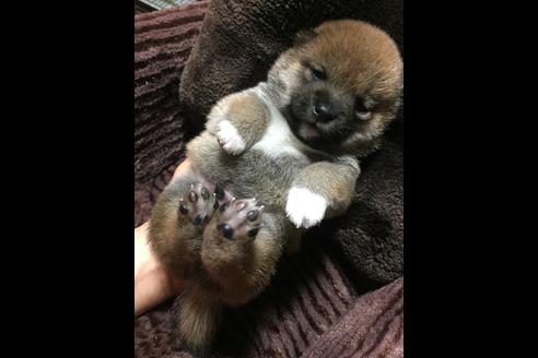 成約済の福岡県の豆柴-48318の5枚目