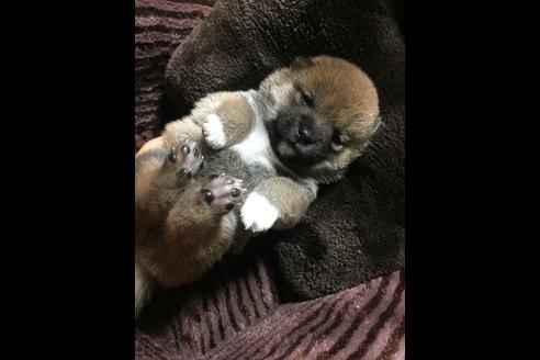 成約済の福岡県の豆柴-48318の4枚目