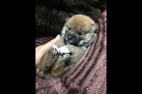 成約済の福岡県の豆柴-48318の1枚目