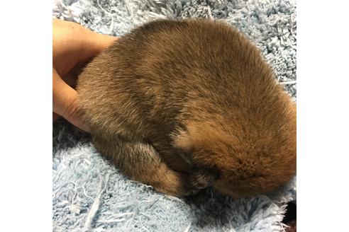 成約済の福岡県の豆柴-48331の3枚目