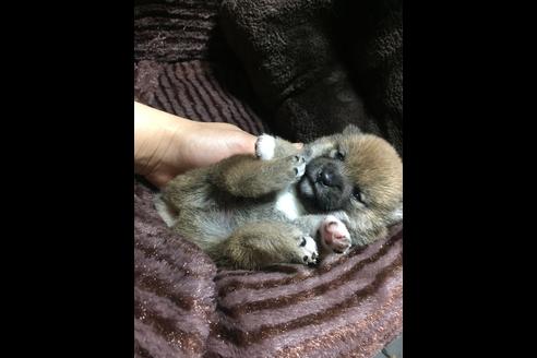 成約済の福岡県の豆柴-48331の1枚目