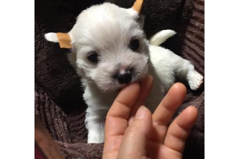 成約済の福岡県のウエストハイランドホワイトテリア(ウエスティ)-48348の5枚目