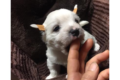 成約済の福岡県のウエストハイランドホワイトテリア(ウエスティ)-48348の4枚目
