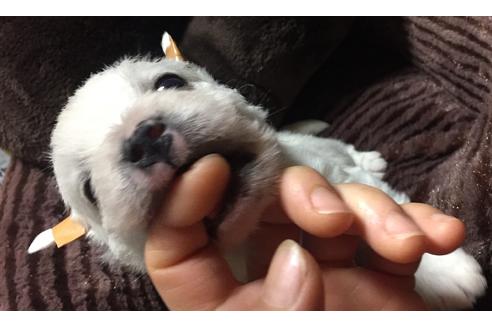 成約済の福岡県のウエストハイランドホワイトテリア(ウエスティ)-48348の3枚目