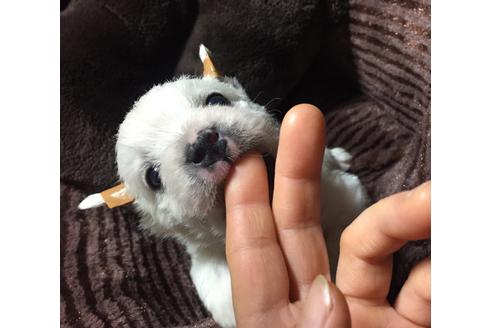 成約済の福岡県のウエストハイランドホワイトテリア(ウエスティ)-48348の2枚目