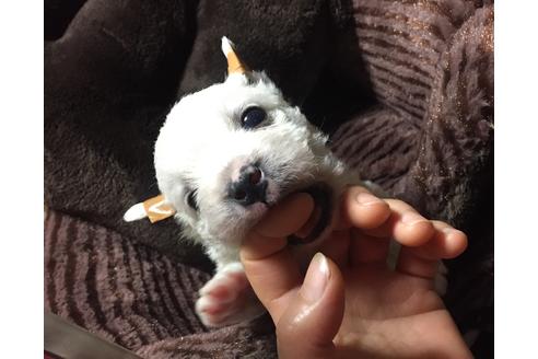 成約済の福岡県のウエストハイランドホワイトテリア(ウエスティ)-48348の1枚目