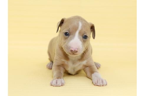 成約済の栃木県のイタリアングレーハウンド(イタグレ)-48531の2枚目