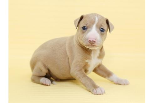 成約済の栃木県のイタリアングレーハウンド(イタグレ)-48531の3枚目