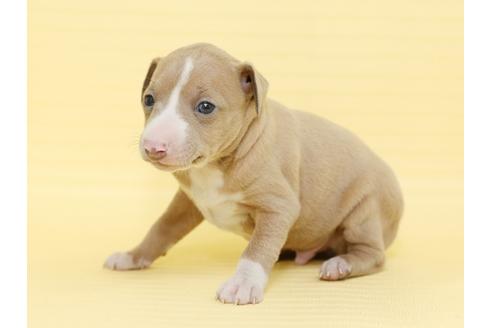 成約済の栃木県のイタリアングレーハウンド(イタグレ)-48531の1枚目