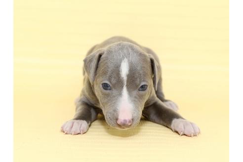 成約済の栃木県のイタリアングレーハウンド(イタグレ)-48532の2枚目