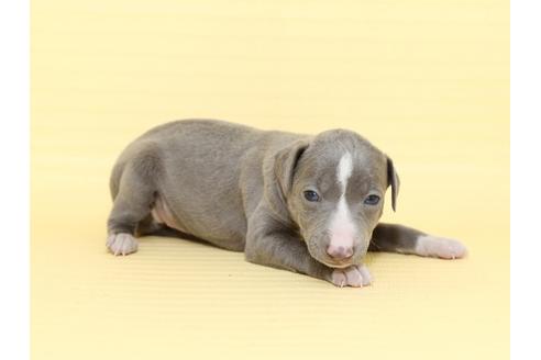 成約済の栃木県のイタリアングレーハウンド(イタグレ)-48532の3枚目