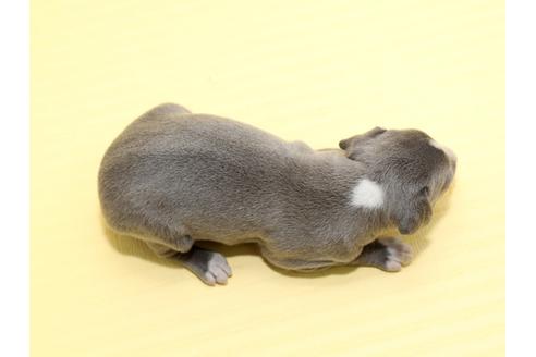 成約済の栃木県のイタリアングレーハウンド(イタグレ)-48532の1枚目