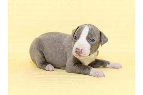 成約済の栃木県のイタリアングレーハウンド(イタグレ)-48533の1枚目