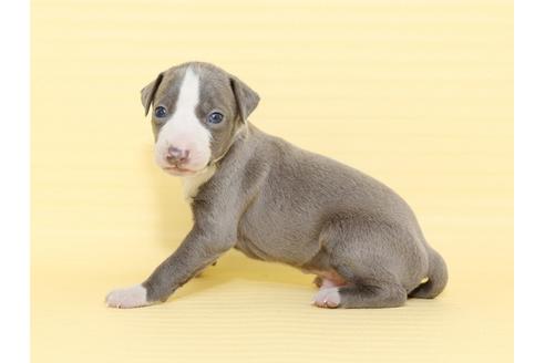 成約済の栃木県のイタリアングレーハウンド(イタグレ)-48533の2枚目