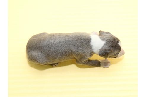 成約済の栃木県のイタリアングレーハウンド(イタグレ)-48533の3枚目