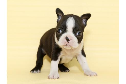 成約済の栃木県のボストンテリア-48535の3枚目