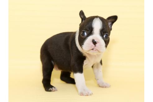 成約済の栃木県のボストンテリア-48535の4枚目