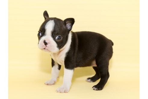 成約済の栃木県のボストンテリア-48535の1枚目