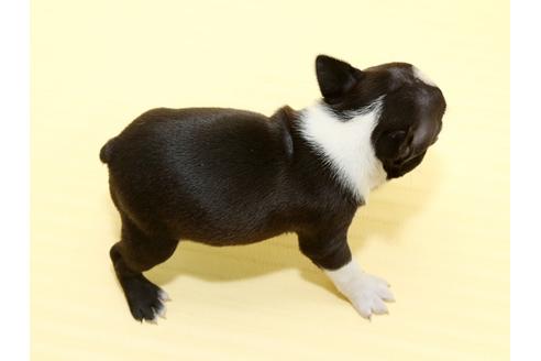 成約済の栃木県のボストンテリア-48535の2枚目