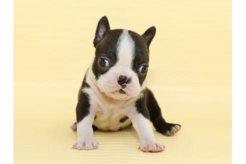 成約済の栃木県のボストンテリア-48536の3枚目