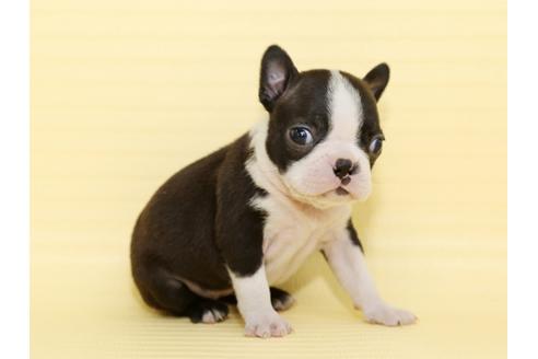 成約済の栃木県のボストンテリア-48536の4枚目