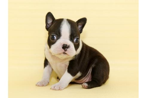 成約済の栃木県のボストンテリア-48536の1枚目