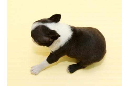 成約済の栃木県のボストンテリア-48536の2枚目