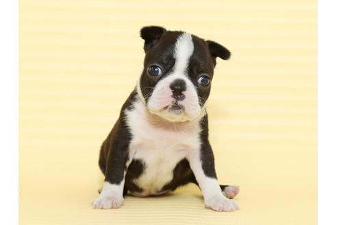 成約済の栃木県のボストンテリア-48537の4枚目