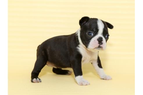 成約済の栃木県のボストンテリア-48537の1枚目