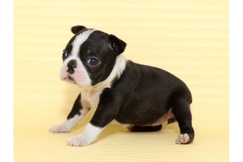 成約済の栃木県のボストンテリア-48537の2枚目