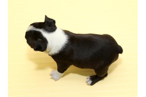 成約済の栃木県のボストンテリア-48537の3枚目