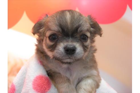 成約済の大阪府のチワワ(ロングコート)-48406の5枚目