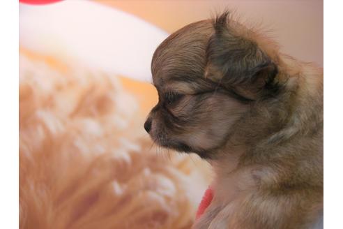 成約済の大阪府のチワワ(ロングコート)-48406の4枚目