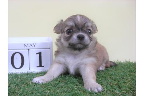 成約済の大阪府のチワワ(ロングコート)-48406の3枚目