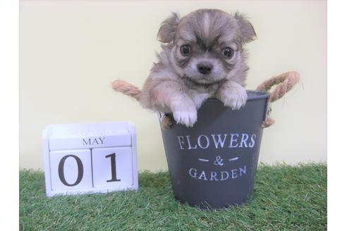 成約済の大阪府のチワワ(ロングコート)-48406の2枚目