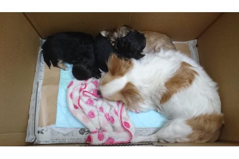 成約済の大阪府のチワワ(ロングコート)-48406の1枚目