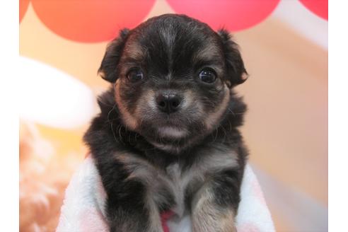 成約済の大阪府のチワワ(ロングコート)-48405の5枚目