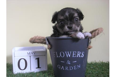 成約済の大阪府のチワワ(ロングコート)-48405の3枚目