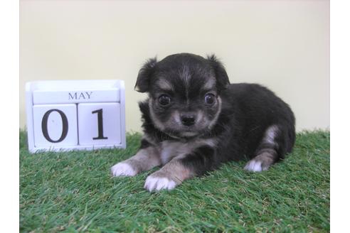 成約済の大阪府のチワワ(ロングコート)-48405の2枚目