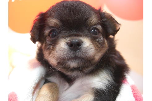 成約済の大阪府のチワワ(ロングコート)-48404の4枚目