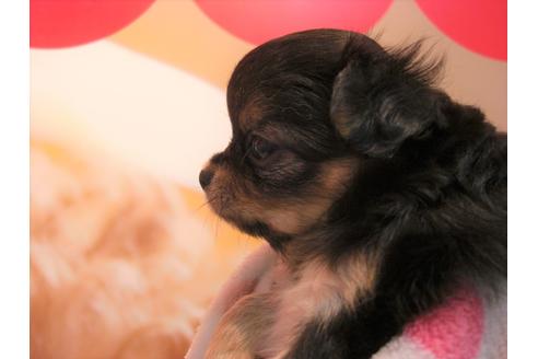 成約済の大阪府のチワワ(ロングコート)-48404の3枚目