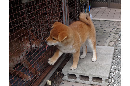 成約済の奈良県の柴犬-48155の3枚目