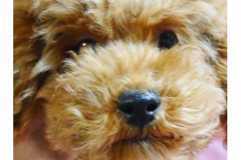 成約済の福島県のトイプードル-48577の5枚目