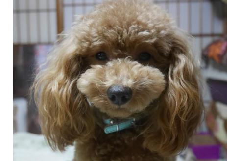 成約済の福島県のトイプードル-48577の2枚目