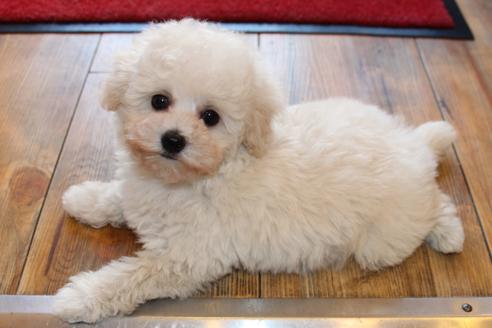 成約済の愛知県のトイプードル-46320の5枚目